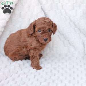 Gloria, Bich-Poo Puppy