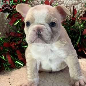 Jim, French Bulldog Puppy