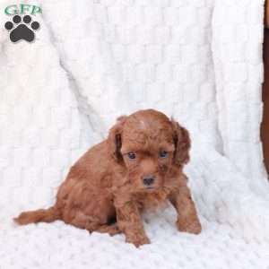 Rudolph, Bich-Poo Puppy