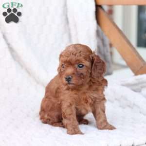 Rudolph, Bich-Poo Puppy