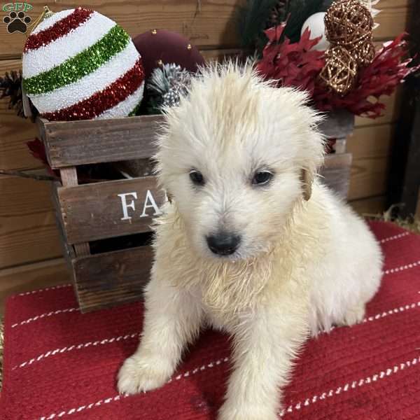 Dasher, Great Pyrenees Puppy