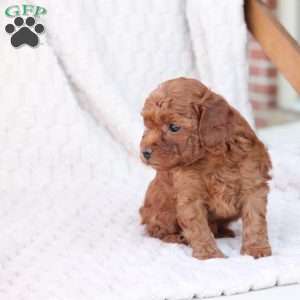 Rudolph, Bich-Poo Puppy