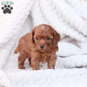 Rudolph, Bich-Poo Puppy