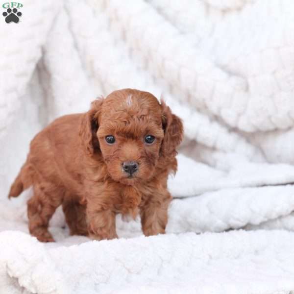 Rudolph, Bich-Poo Puppy