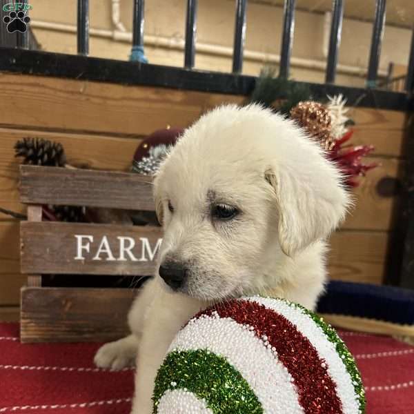 Prancer, Great Pyrenees Puppy