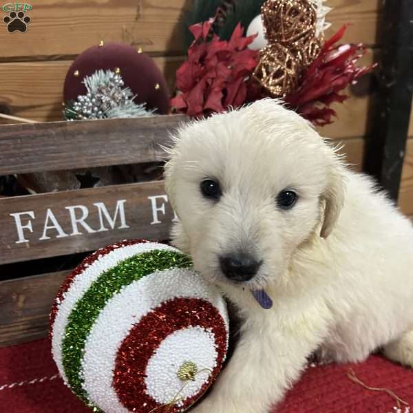 Vixen, Great Pyrenees Puppy