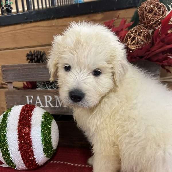 Donner, Great Pyrenees Puppy