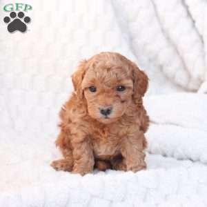 Noel, Bich-Poo Puppy