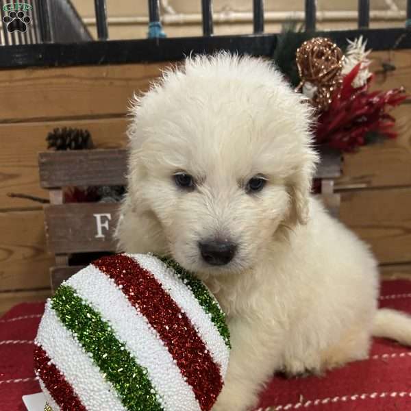 Claus, Great Pyrenees Puppy