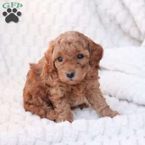 Noel, Bich-Poo Puppy