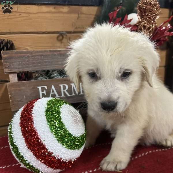 Comet, Great Pyrenees Puppy