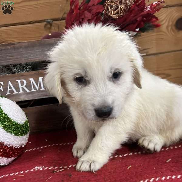 Dancer, Great Pyrenees Puppy