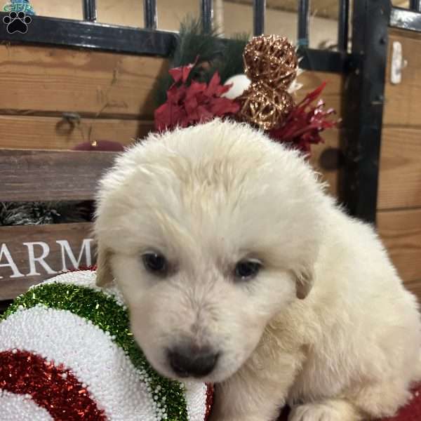 Cupid, Great Pyrenees Puppy