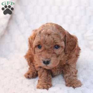 Noel, Bich-Poo Puppy