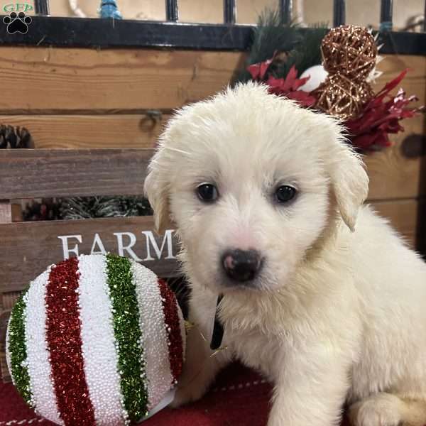 Mrs Claus, Great Pyrenees Puppy