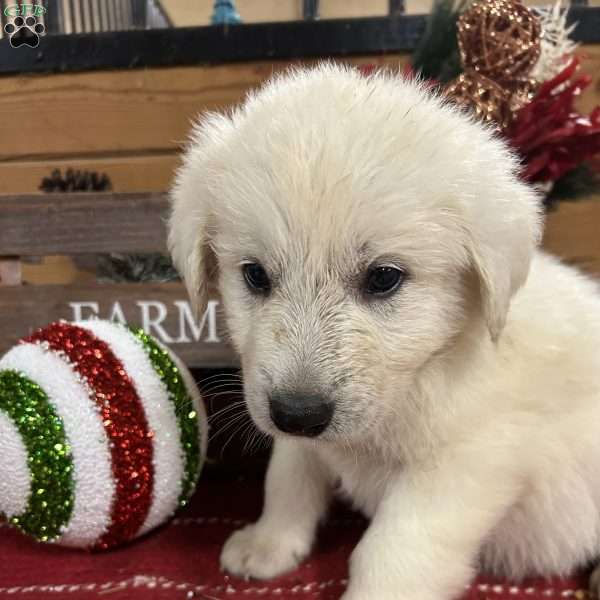 Blitzen, Great Pyrenees Puppy