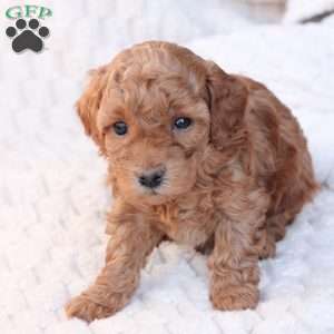 Noel, Bich-Poo Puppy