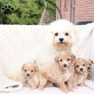 Jack, Bich-Poo Puppy