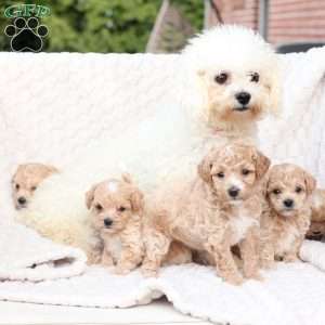 Riley, Bich-Poo Puppy