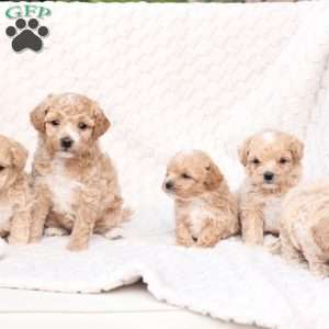 Scout, Bich-Poo Puppy