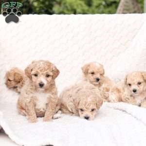 Riley, Bich-Poo Puppy