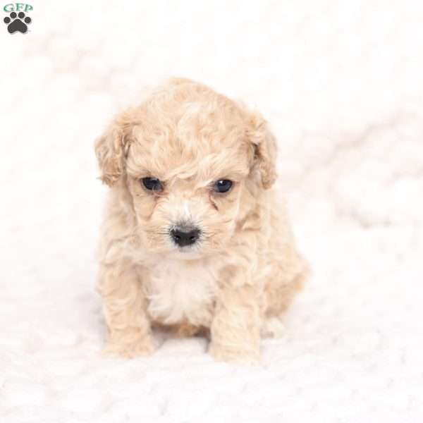 Chase, Bich-Poo Puppy