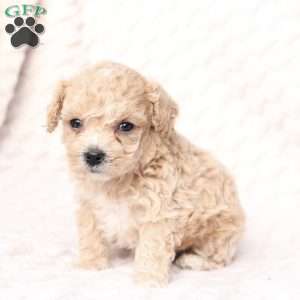 Chase, Bich-Poo Puppy