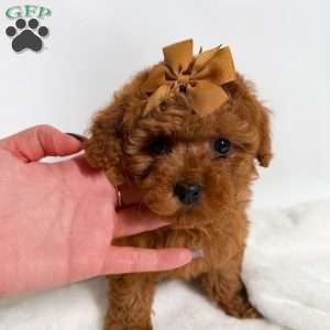 Tiny Cocoa, Toy Poodle Puppy