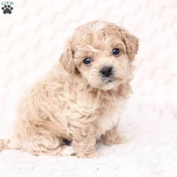 Scout, Bich-Poo Puppy