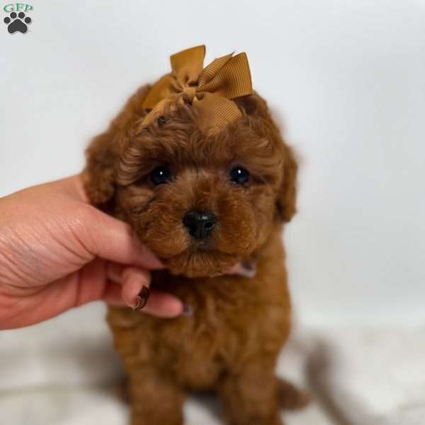 Tiny Cocoa, Toy Poodle Puppy