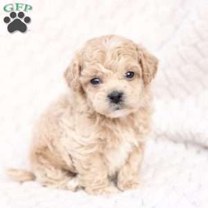 Scout, Bich-Poo Puppy