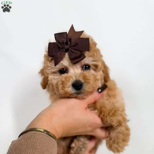 Tiny Ginger, Toy Poodle Puppy
