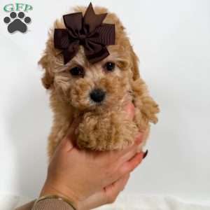 Tiny Ginger, Toy Poodle Puppy