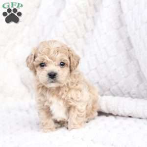 Scout, Bich-Poo Puppy