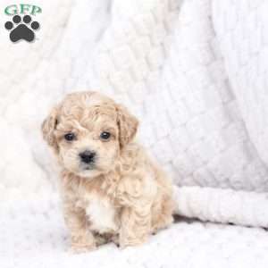 Scout, Bich-Poo Puppy