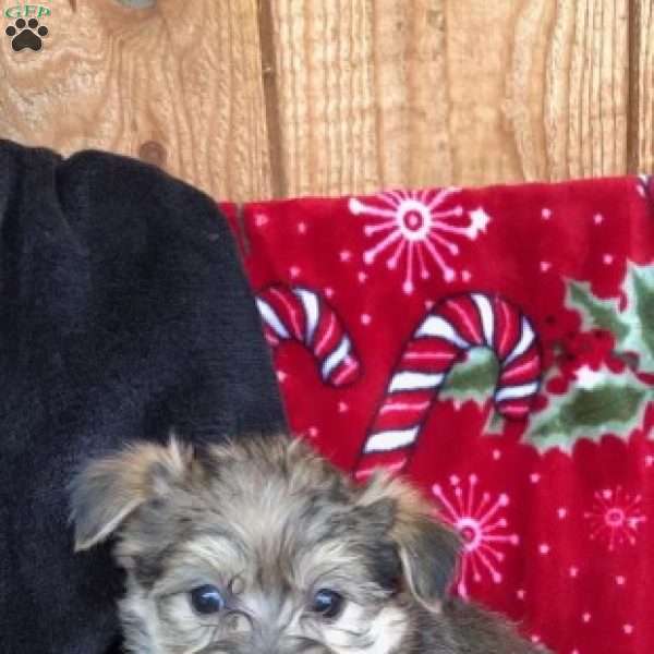 Joy, Morkie / Yorktese Puppy