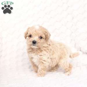 Riley, Bich-Poo Puppy