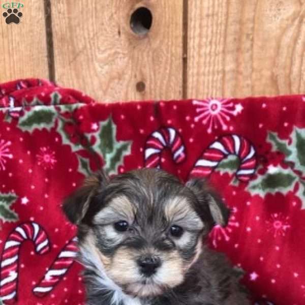 Jack, Morkie / Yorktese Puppy