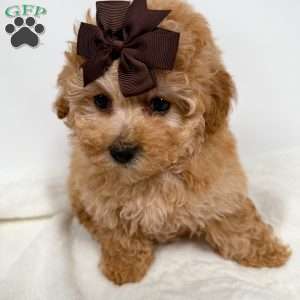 Tiny Ginger, Toy Poodle Puppy