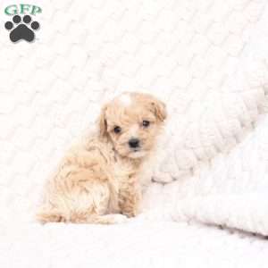 Riley, Bich-Poo Puppy