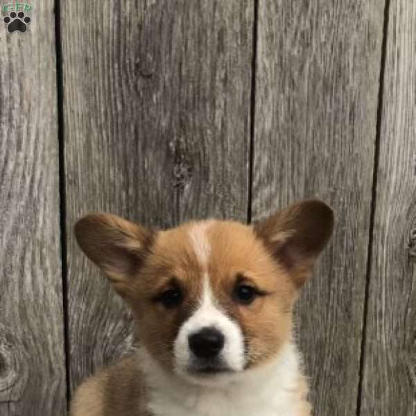 Percy, Pembroke Welsh Corgi Puppy