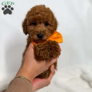 Tiny Denim, Toy Poodle Puppy