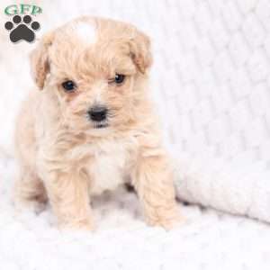 Riley, Bich-Poo Puppy