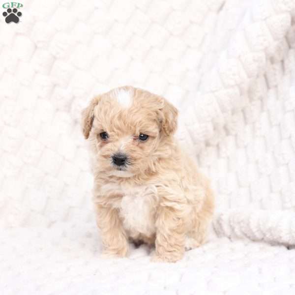 Riley, Bich-Poo Puppy