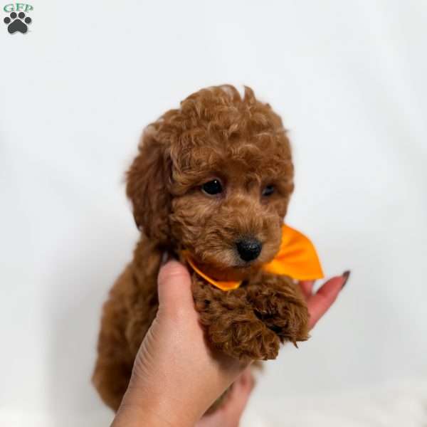 Tiny Denim, Toy Poodle Puppy