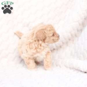 Riley, Bich-Poo Puppy