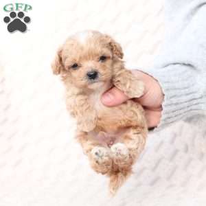 Jack, Bich-Poo Puppy