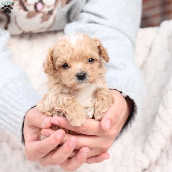 Jack, Bich-Poo Puppy