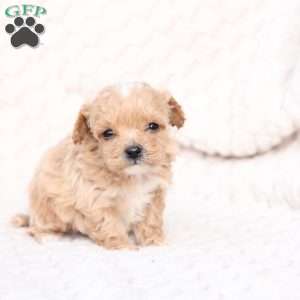 Jack, Bich-Poo Puppy