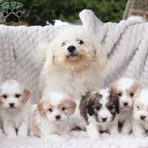 Hudson, Cavachon Puppy